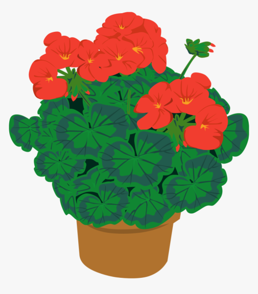 Пеларгония зональная рисунок