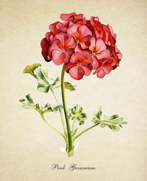 Раскраски комнатные растения герань