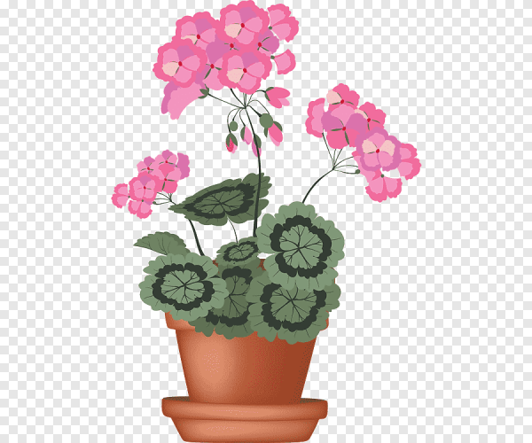 Герань раскраска