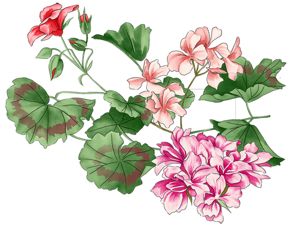 Пеларгония Ирландия