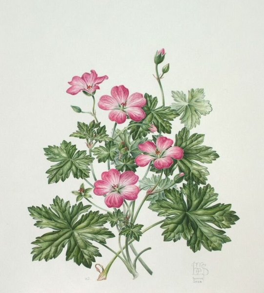 Ботаническая акварель герань