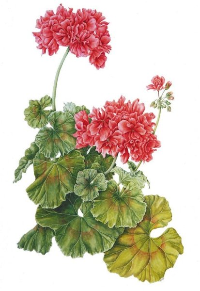 Пеларгония Shanklin