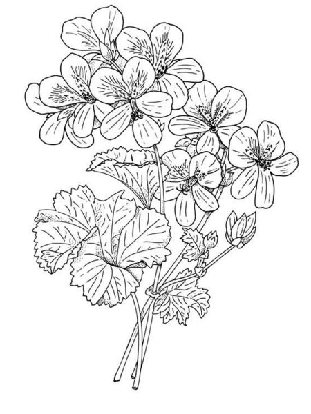 Герань Луговая акварель