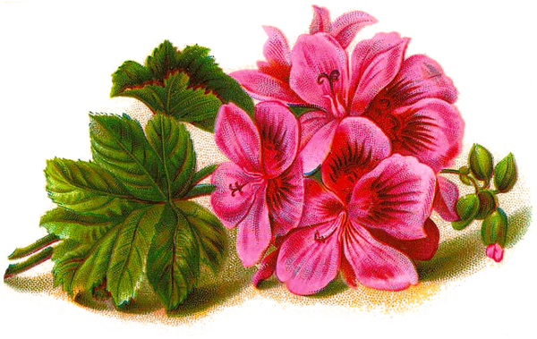 Пеларгония зональная чб