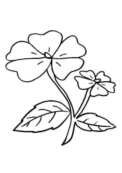 Ботаническая акварель герань