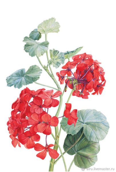 Японская герань