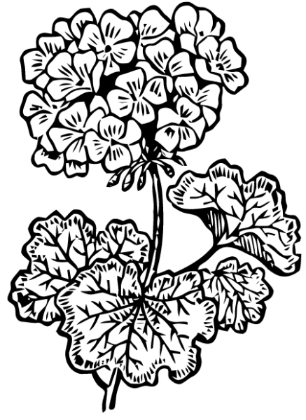 Скетчинг рисунки цветы