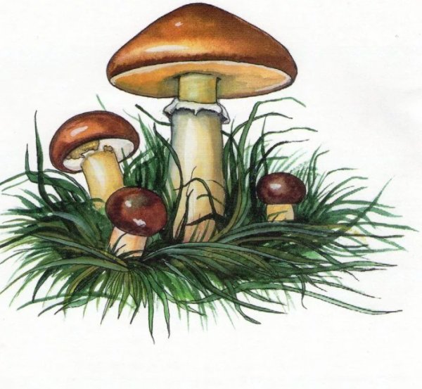 Гриб масленок. Шампиньон. Боровичок