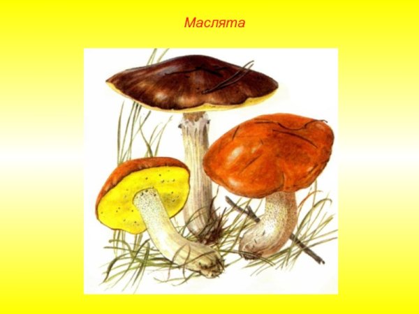 Строение гриба масленок