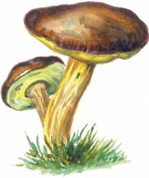 Гриб моховик рисунок