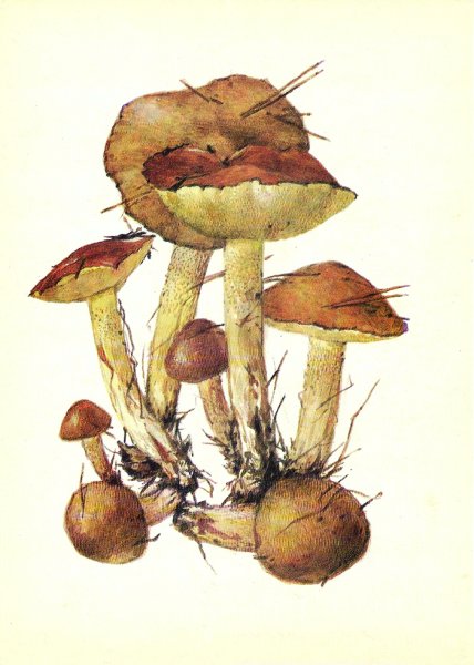 Грибы маслята