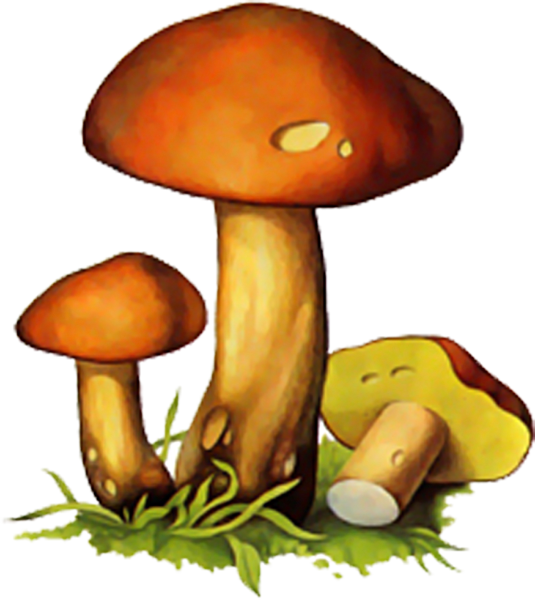 Гриб моховик вектор