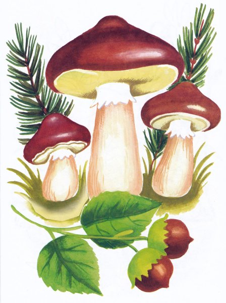 «Грибы для белки» (Комарова, с.36)