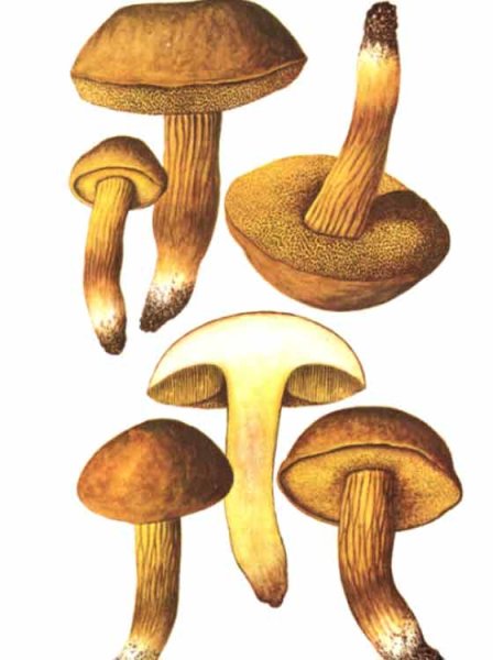 Моховик гриб съедобный