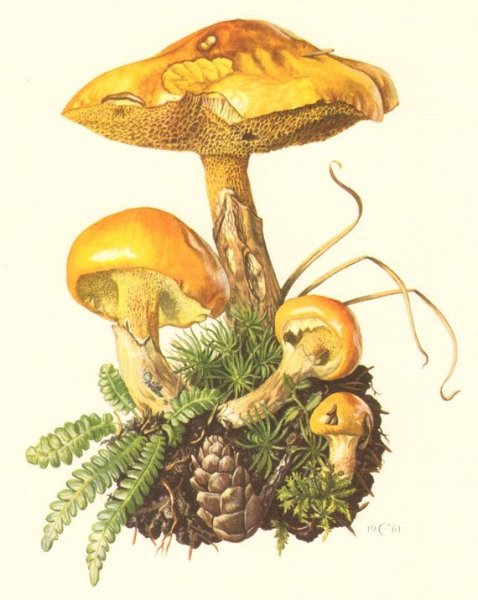 Грибы Ботаническая иллюстрация