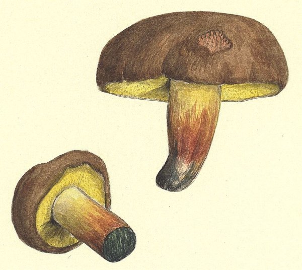 Гриб моховик рисунок