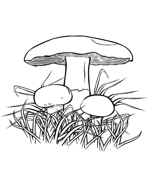 Гриб масленок для детей