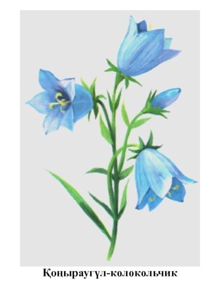 Колокольчик персиколистный нарисовать
