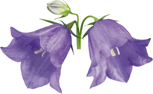 Колокольчик цветок трафарет