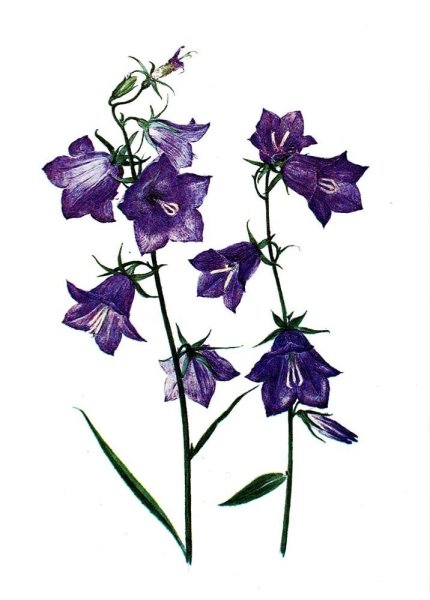 Колокольчик цветок раскраска для детей