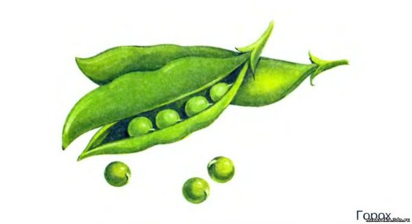 Рисование зеленого горошка для детей