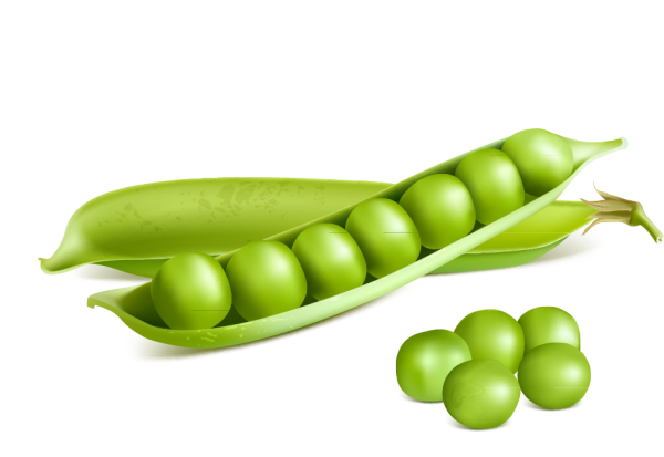 Зеленый горошек вектор