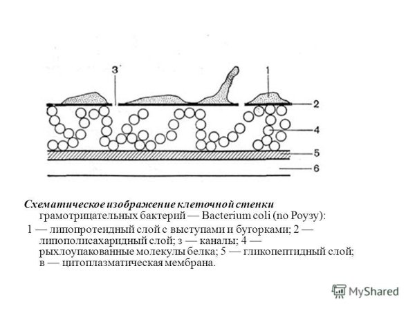 Строение клеточной стенки бактерий рисунок