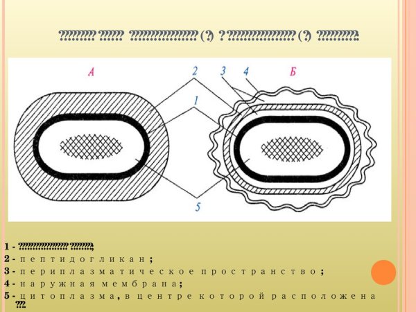 Грамположительные и грамотрицательные бактерии схема