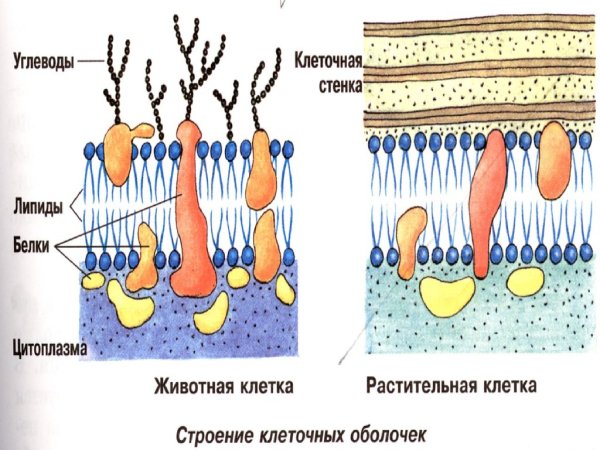 Строение клеточной стенки растений