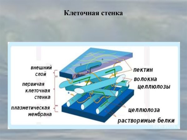 Строение целлюлозной клеточной стенки