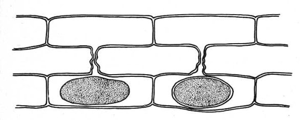 Клеточная стенка рисунок схематично