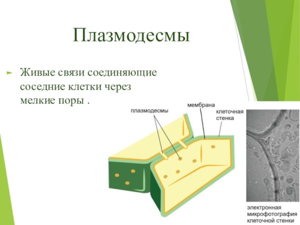 Строение плазмодесмы растительной клетки
