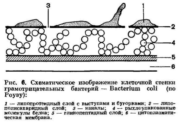 Клеточная стенка схематическое изображение