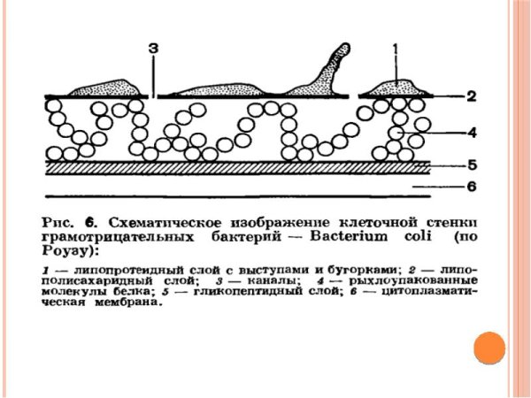 Строение клеточной стенки бактерий рисунок