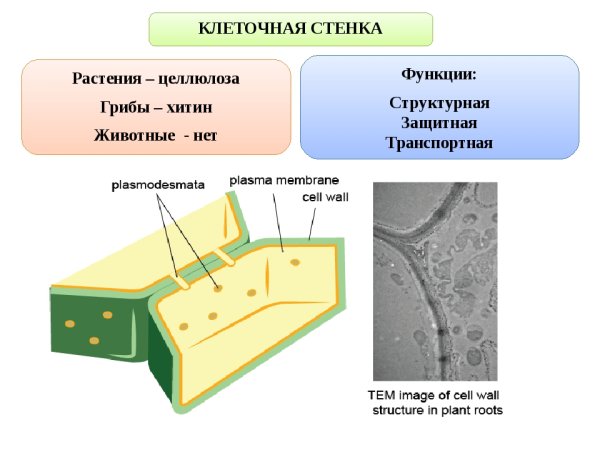 Клеточная стенка оболочка структура