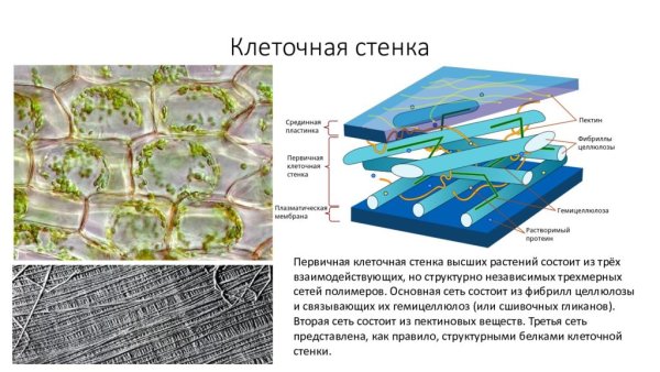 Первичная и вторичная клеточная стенка растений
