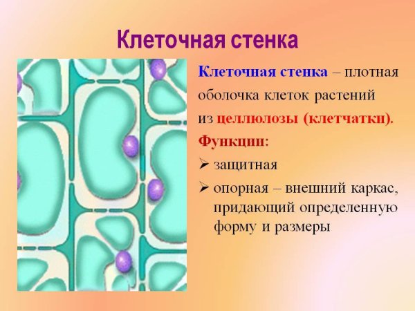 Целлюлозная клеточная стенка растительной клетки
