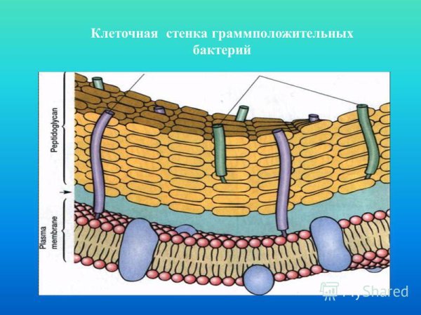 Клеточная стенка