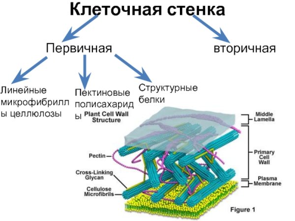 Состав первичной клеточной стенки растений