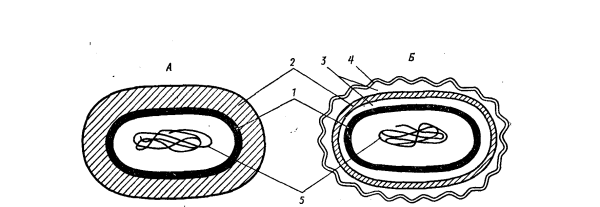 Клеточная стенка схематическое изображение