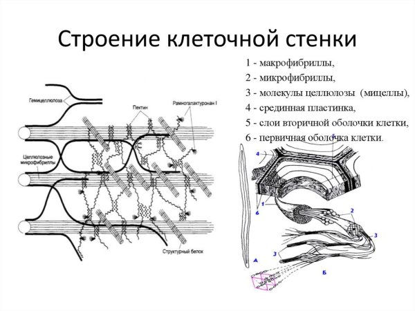 Состав клеточной стенки растений