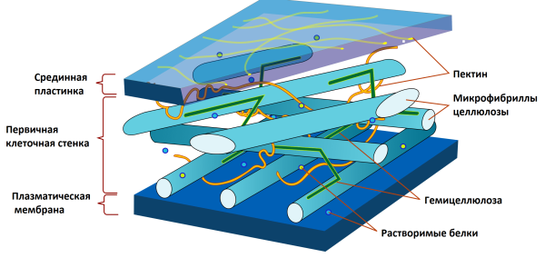 Целлюлозная клеточная стенка растительной клетки
