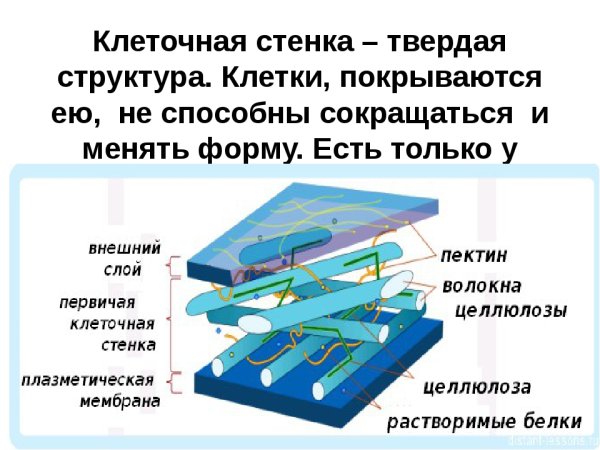 Строение клеточной стенки 5 класс биология