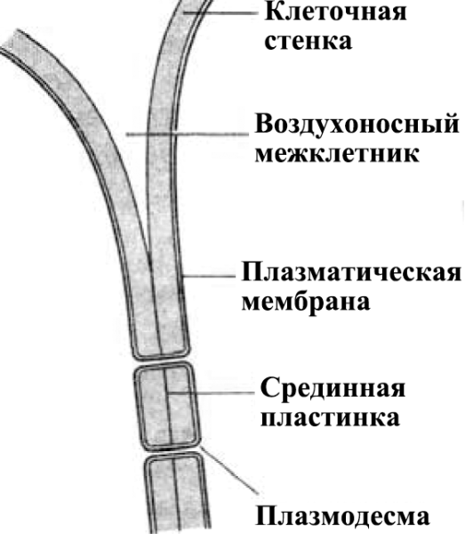 Клеточная стенка рисунок строение