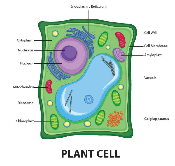Plant Cell рисунок