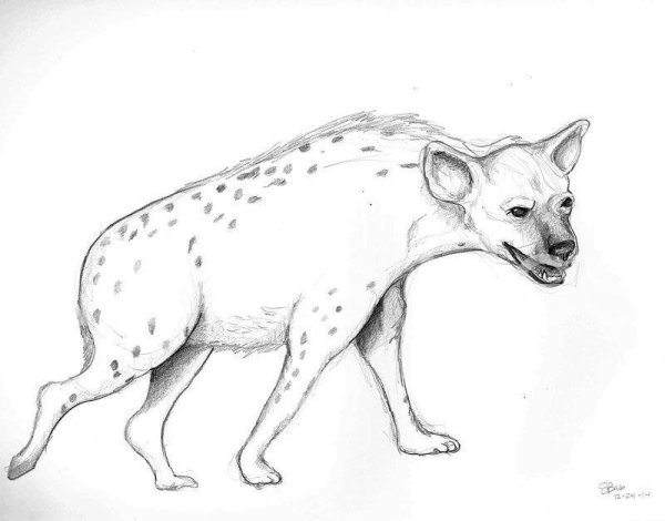 Гиена лайнарт