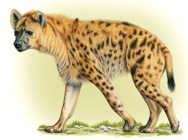 Гиена на белом фоне
