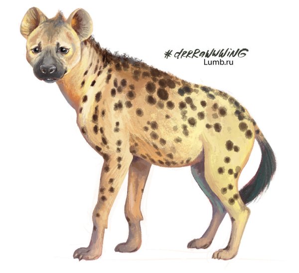 Карточки животные гиена