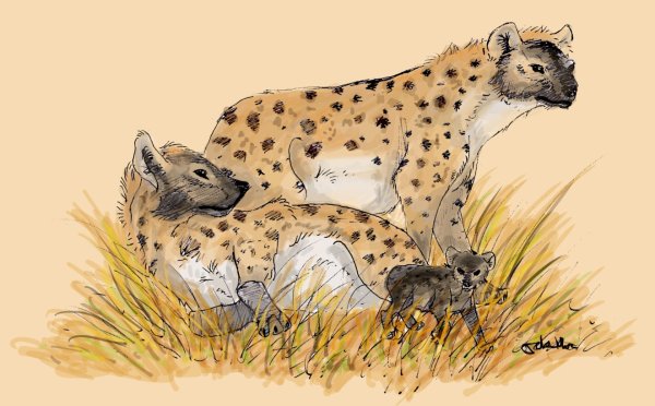 Маршак гиена