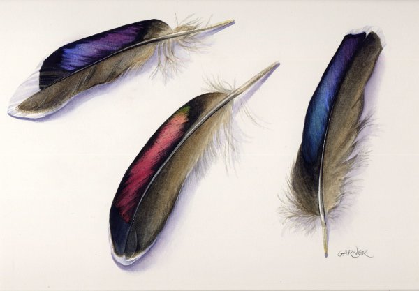 Перо селезня